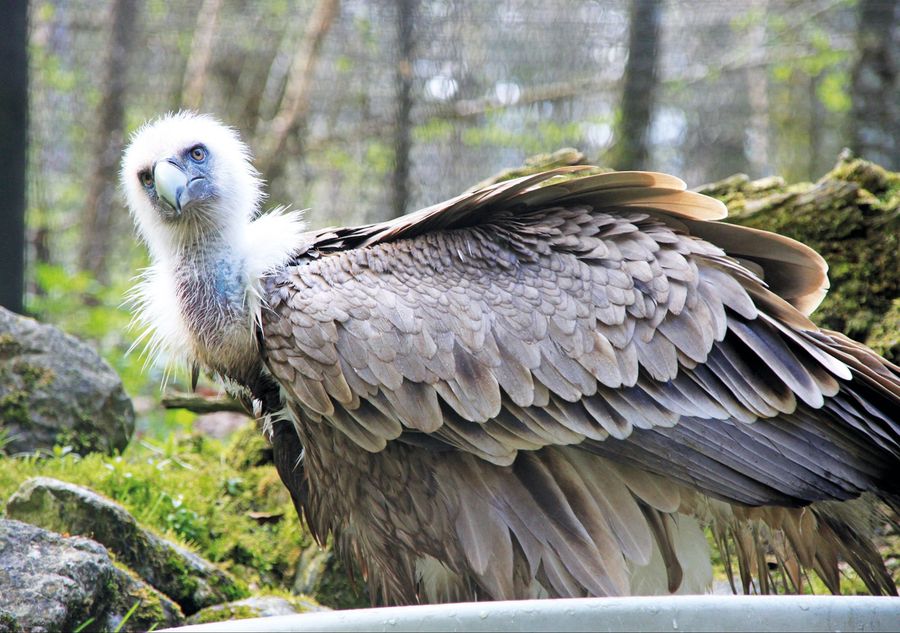 Gänsegeier